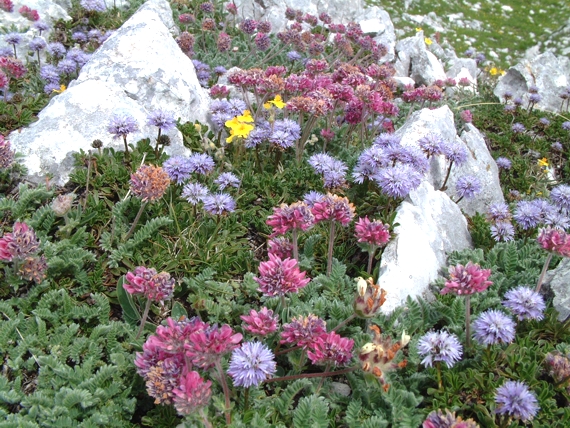 tra le rocce: Anthyllis montana e Globularia meridionalis